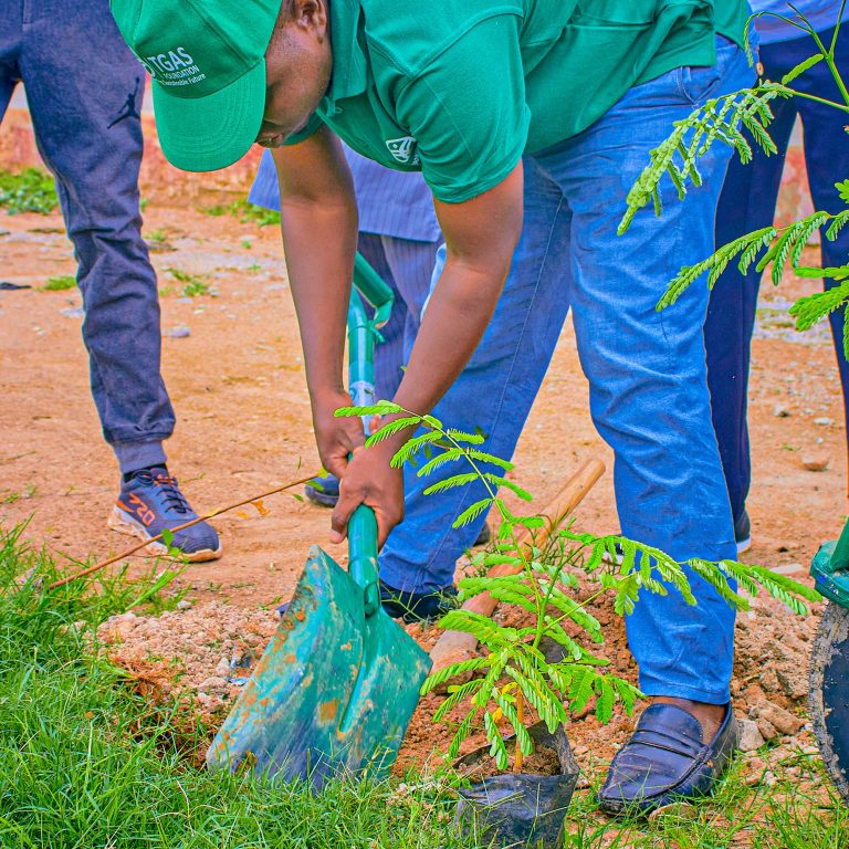 How Tree Planting Helps Prevent Flooding in Nigeria